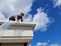 Roof Repairs